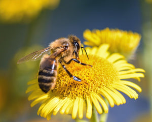 Formation elearning - Module "Elevage, sélection et protection des abeilles" (du 30 octobre au 26 novembre 2023)